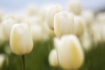 White tulips by The All Seeing Eye