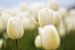 Witte tulpen van The All Seeing Eye