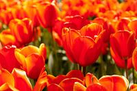 Oranje tulpen