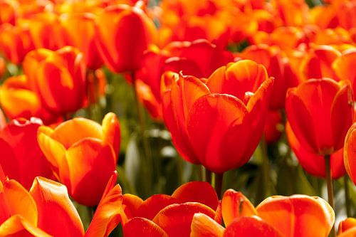 Oranje tulpen