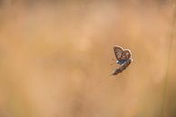 icarus blauwtje by Bart Hardorff thumbnail