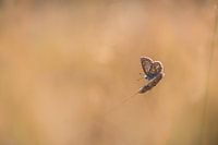 icarus blauwtje