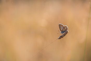 icarus blauwtje