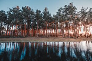Wald von Oranjezon 1