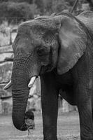 Elephant Calimero of Safaripark Beekse Bergen in black and white