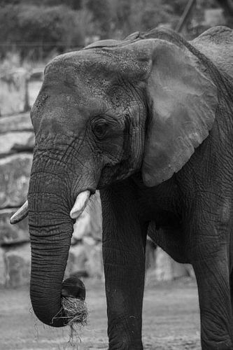 Olifant Calimero van Safaripark Beekse Bergen in zwart-wit