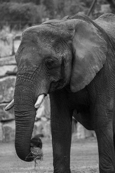Elephant Calimero du Safaripark Beekse Bergen en noir et blanc par David van der Kloos
