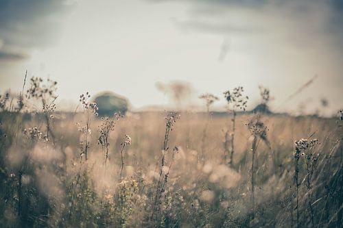 Planken Wambuis part 23