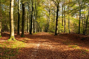 Autumn in the forest by Merijn Loch