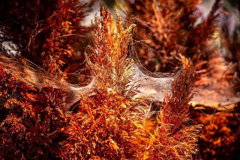 Zijden web in gloeiend amber licht nr.3 van Urban Photo Lab