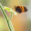 Butterfly, Heliconius melinaea, tropical butterfly by Gabry Zijlstra