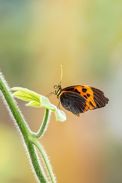 Schmetterling, Heliconius melinaea, tropischer Schmetterling von Gabry Zijlstra