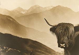 Highland Cow Schottischer Highlander Cattle
