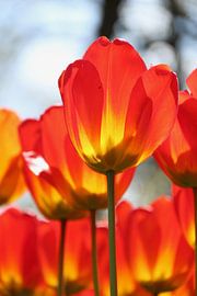 Tulip | Netherlands by Claudia van Kuijk