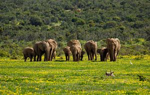 Éléphants en Afrique du Sud parmi les fleurs dans le parc national des éléphants d'Addo