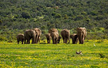 Elephants in South Africa among flowers in Addo Elephant National Park by Discover Dutch Nature