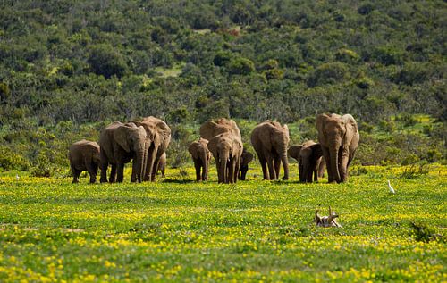 Olifanten in Zuid-Afrika tussen de bloemen in Addo Elephant National Park