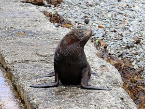 Neuseeländischer Seebär