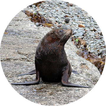 Nieuw-Zeelandse pelsrob