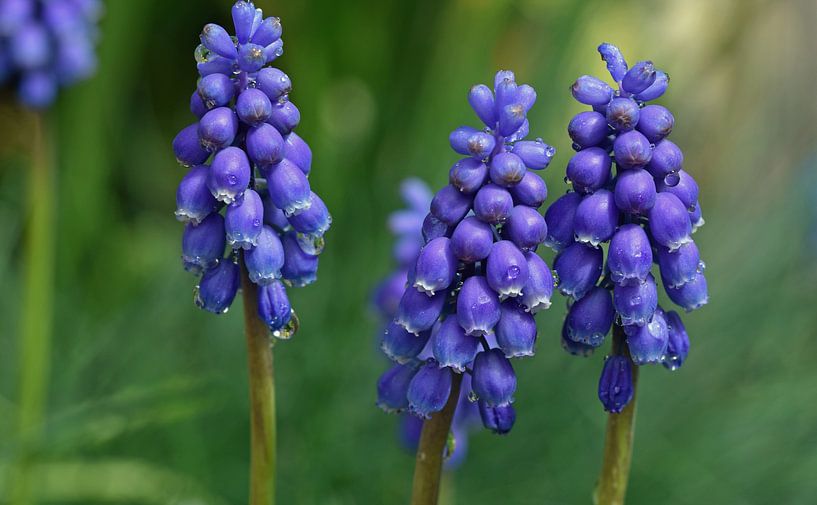 Nahaufnahme von Blue Trauben mit kleinen Tropfen mit Bokeh Hintergrund von Robin Verhoef