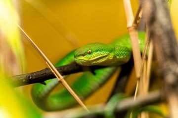 Green bamboo viper