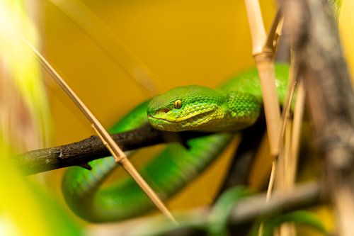 Groene bamboe adder