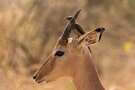 Impala mit Vogel auf dem Gipfel Südafrikas von John Stijnman Miniaturansicht