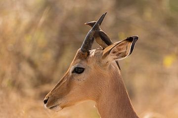 Impala met vogel op kop Zuid Afrika