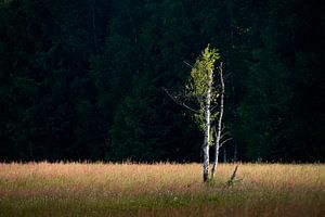 Birch in sunlight by Max Schiefele
