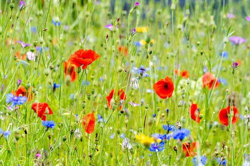 wilde bloemen klaproos en korenbloemen