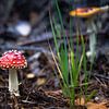 rood met witte stippen vliegenzwam in het bos van ChrisWillemsen