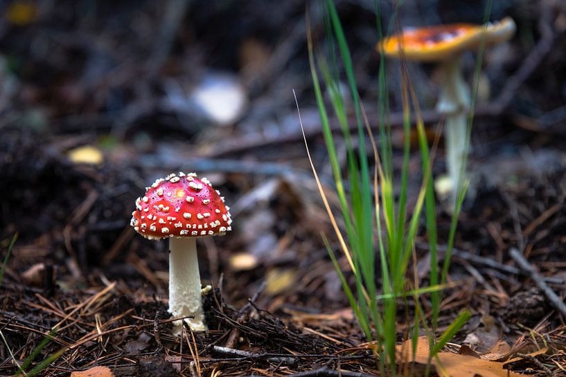 rouge à pois blancs mouche agarique dans la forêt par ChrisWillemsen