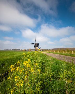 Raps Zandwijk Mühle von Zwoele Plaatjes