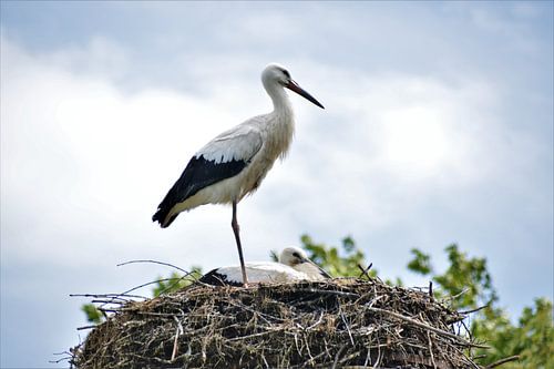 Ooievaar in Nest