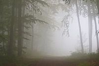 Der Nebelwald