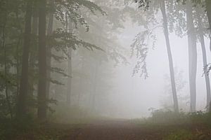 Der Nebelwald von Bernhard Kaiser