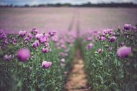 Poppy - dream in pink