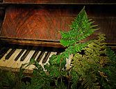 Fern Elise by Dorothy Berry-Lound thumbnail