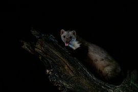 Steenmarter in de nacht. van Albert Beukhof