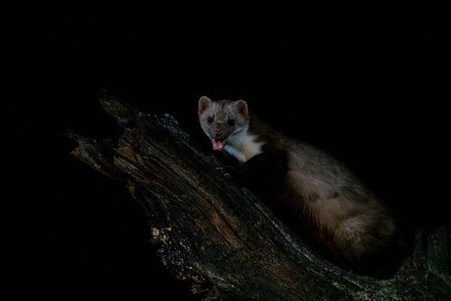 Steenmarter in de nacht.