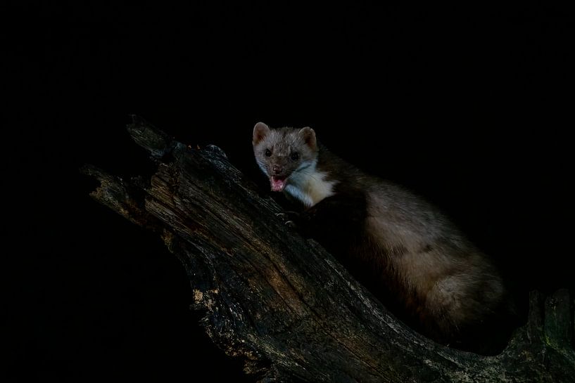 Steenmarter in de nacht. van Albert Beukhof