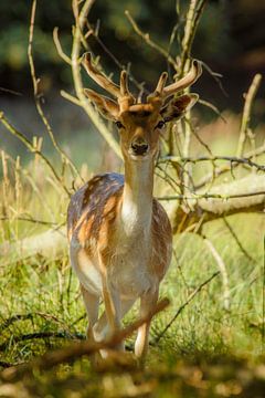 fallow deer by Christophe Van walleghem