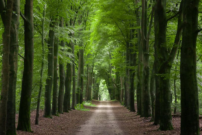 Forêt près de Nijmegen par Maikel Schrama