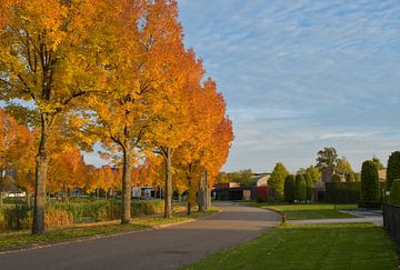Herbstlich gefärbte Bäume in der Stadt Weert