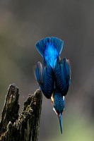 Eisvogel im Angriff. Kopf runter