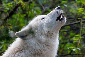 Howling white wolf by Edwin Butter