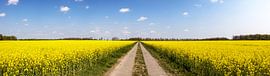 Rapsfeld Panorama von Frank Herrmann