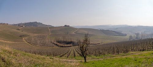 Zicht op heuvels met druivenvelden in Piemonte, Italië in de winter