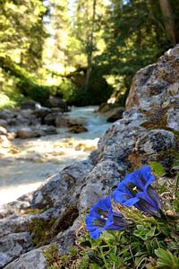 Enzianblüten am felsigen Ufer eines Gebirgsbachs