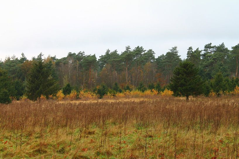 Nature by giorgi Kotchlamazashvili